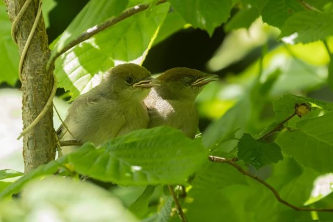 Blackcap (Sylvia atricapilla) two juvenile baby birds in a hedgerow in summer, England, United