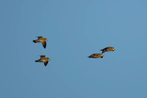 Golden plover (Pluvialis) apricaria four adult wader birds in flight, England, United Kingdom