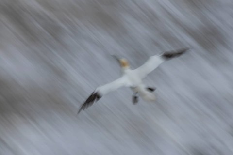 Northern gannet (Morus bassanus) adult sea bird in flight over the sea slow motion blur image,