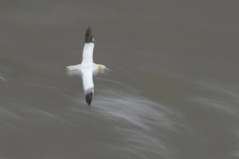 Northern gannet (Morus bassanus) adult sea bird in flight over the sea slow motion blur image,