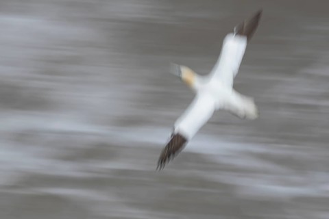 Northern gannet (Morus bassanus) adult sea bird in flight over the sea slow motion blur image,