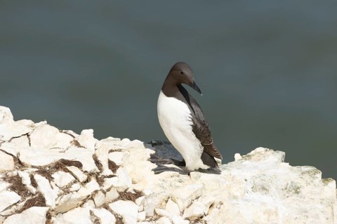Guillemot (Uria aalge) adult bird on a cliff ledge, England, United Kingdom