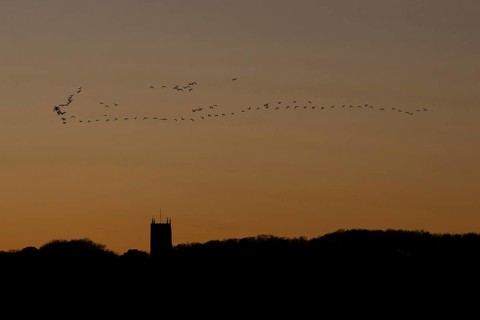 Pink-footed goose (Anser brachyrhynchus) adult geese birds flying in a flock or skein at sunset