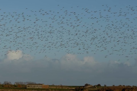 Golden plover (Pluvialis apricaria) adult wader birds in a flock in flight, England, United Kingdom