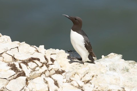 Guillemot (Uria aalge) adult sea bird on a cliff top in summer, England, United Kingdom