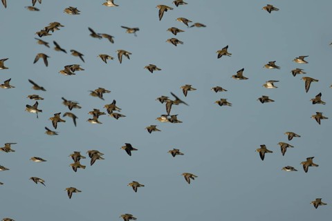 Golden plover (Pluvialis apricaria) adult wader birds in a flock in flight, England, United Kingdom