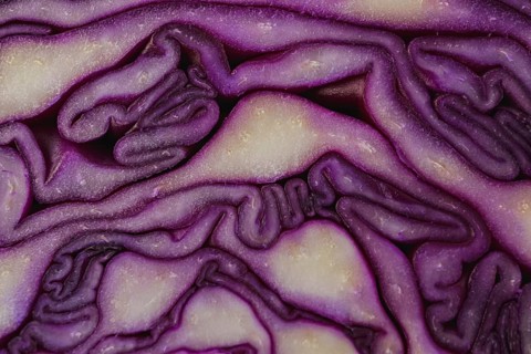 Close-up macro detail of an isolated purple cabbage or red cabbage