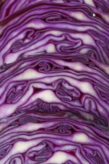 Close-up macro detail of an isolated purple cabbage or red cabbage