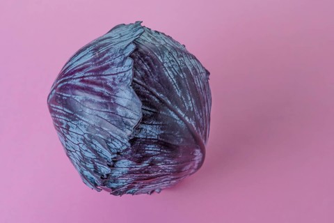 Purple cabbage or red cabbage isolated on a pink background