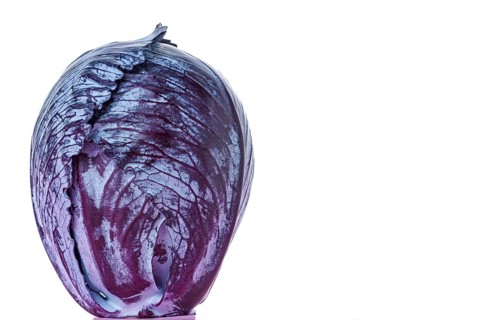Purple cabbage or red cabbage isolated on white background