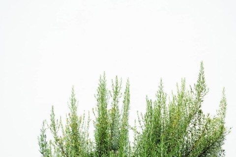 Fresh rosemary branches growing against a clean white wall, creating a simple yet elegant natural