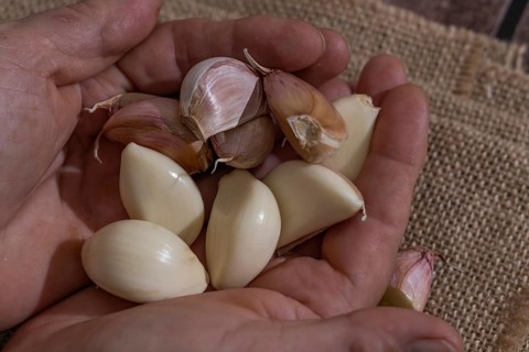 Whole and peeled garlic on wooden board and white background