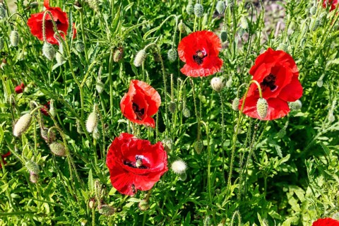 Corn poppy (papaver), Celle medicinal plant garden, show garden for medicinal plants, park, Expo