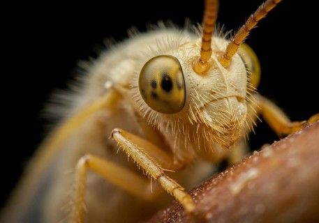 : Extreme close-up of an insect's head, revealing intricate compound eyes, delicate antennae, and