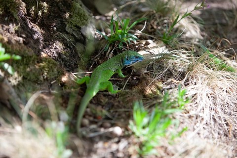 Green lizard with blue head on forest floor, surrounded by grasses and sunlight Lower Austria