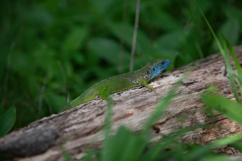 Green lizard with blue head resting on a tree trunk, surrounded by dense plants Lower Austria