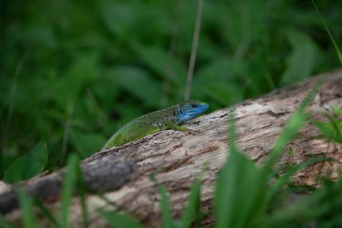 Green lizard with blue head on a tree trunk in a natural environment Lower Austria Austria