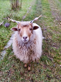 Fluffy sheep with horns stands curiously on a green meadow Lower Austria Austria