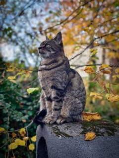 Tabby grey cat sitting in autumn leaves on a stone pedestal, surrounded by colourful foliage Lower