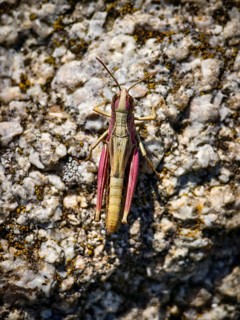 Close-up of a grasshopper in pink and beige colour on a rocky ground Vienna Woods Lower Austria