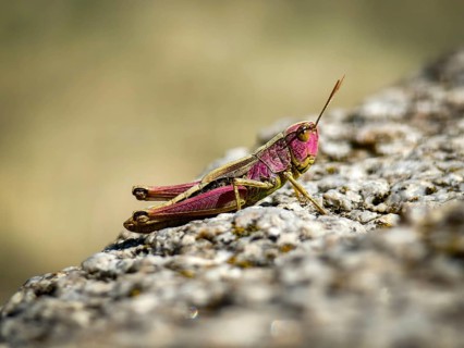 Macro shot of a pink grasshopper sitting on a stone in the sun Vienna Woods Lower Austria Austria