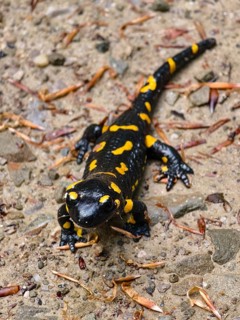 Bird's eye view of a fire salamander on rough ground with scattered leaves Vienna Woods Lower