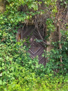 Old wooden door, surrounded by dense greenery and ivy that almost cover it Styria Austria