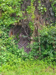 Wooden door overgrown with ivy in a lush natural setting Styria Austria
