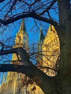 Two church towers protrude from behind a tree, silhouetted against the clear blue sky,