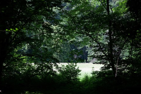 Dense forest opens up to bright, sunny meadow, surrounded by shade Hardegg Thayatal Lower Austria