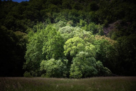 Dense treetops illuminated by the sun in a peaceful wooded area Hardegg Thayatal Lower Austria