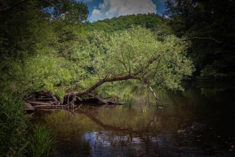 Bent tree towers over calm river, surrounded by dense forest Hardegg Thayatal Lower Austria Austria