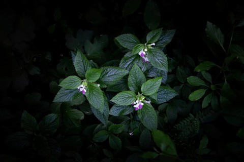 Pink flowers and leaves in the dark forest strobilanthes crispa Otter heads Schiefteller