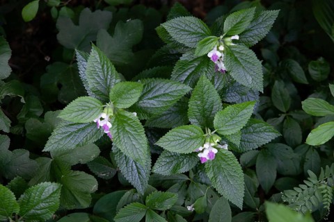 Plants with small pink flowers in green foliage strobilanthes crispa Otter heads Schiefteller