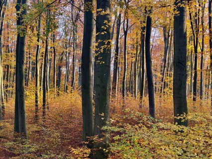 Trees in an autumnal forest with golden leaves Waldviertel Lower Austria Austria