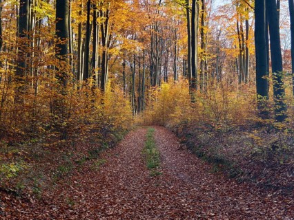 A forest path lined with autumnal trees Waldviertel Lower Austria Austria