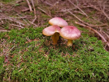 Three brown mushrooms on a mossy tree stump Waldviertel Lower Austria Austria