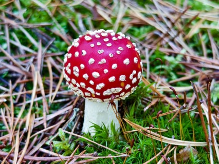 Red fly agaric on mossy forest soil Waldviertel Lower Austria Austria