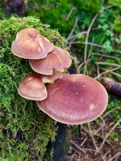 Brown mushrooms growing on moss-covered wood Waldviertel Lower Austria Austria