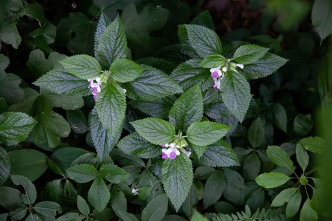 Plants with pink flowers in the forest strobilanthes crispa Otter heads Schiefteller Waldviertel