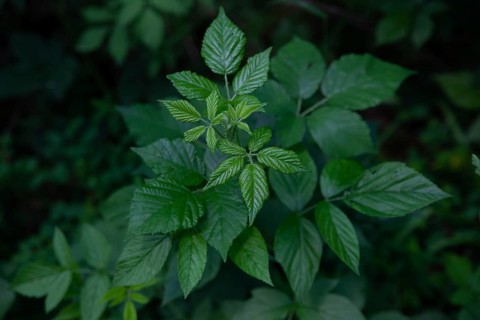 Close-up of green leaves in the forest Blackberry leaves Waldviertel Lower Austria Austria