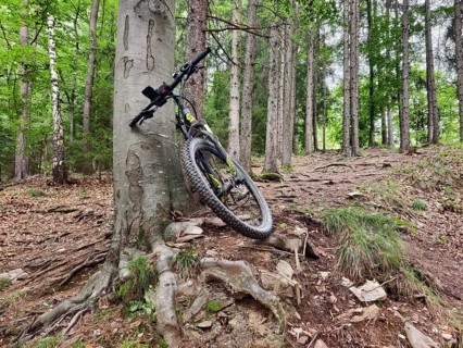 Mountain bike leaning against a tree with visible roots Styria Austria