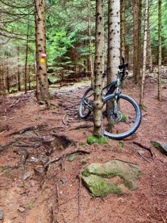 Mountain bike on trees in the forest, surrounded by earth and roots Styria Austria