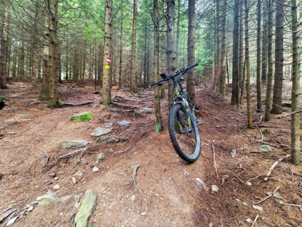 Mountain bike on an earthy forest path surrounded by slender trees Styria Austria