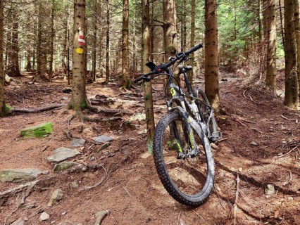 Mountain bike leaning against a tree in a shady forest Styria Austria