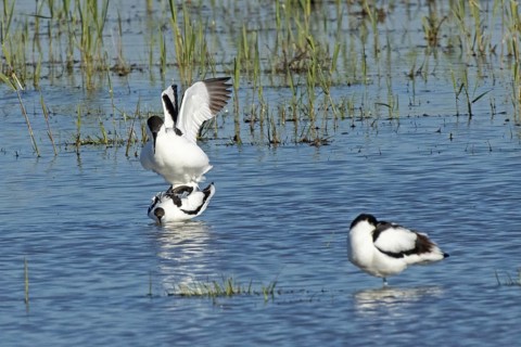 Avocet two birds mating in water standing on top of each other looking left, Lake Neusiedl,