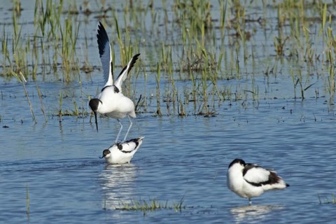Avocet two birds mating in water standing on each other looking left, Lake Neusiedl, Burgenland,