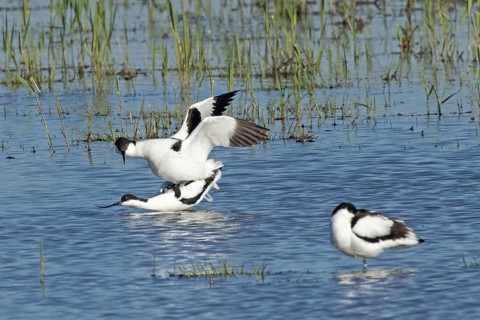 Avocet two birds mating in water standing on each other looking left, Lake Neusiedl, Burgenland,