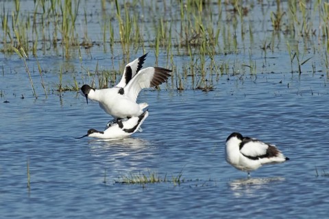 Avocet two birds mating in water standing on each other looking left, Lake Neusiedl, Burgenland,