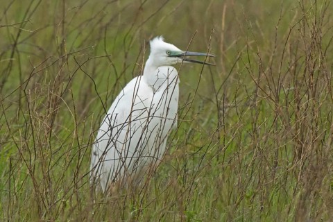 Little Egret with open beak standing in green meadow with brown stems looking right, Lake Neusiedl,